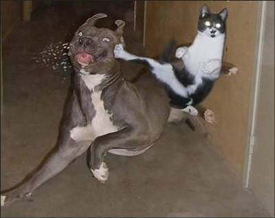 pit vs chat
