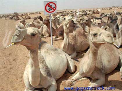 dromadaire fumeur